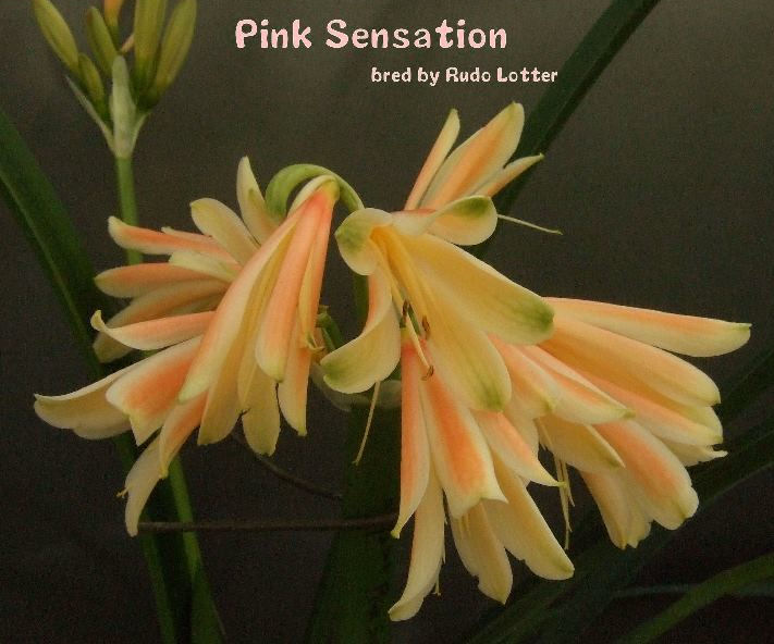 クンシラン 君子蘭 超レア Pink Sensation割子株 : SPY-1308