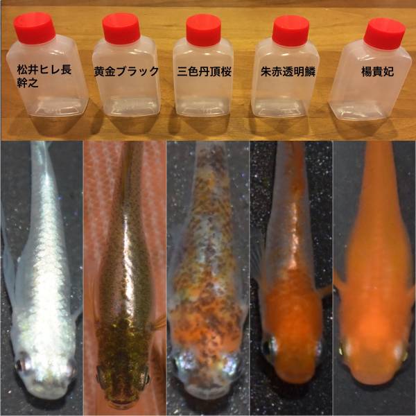【めだか屋ネルちゃん】 高級めだかmix ランダム 30匹+α 現物 まとめ (同梱不可) | ミックス メダカ 観賞魚・水中生物 通販 若魚100匹+α(ランダム、めだか 【めだか屋ネルちゃん】 高級めだかmix ランダム 30匹+α 現物 まとめ (同梱不可) | ミックス メダカ 観賞魚・水中生物 通販 若魚100匹+α(ランダム、めだか