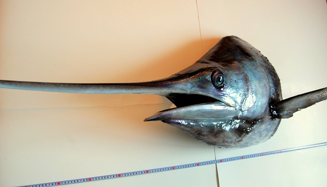 巨大 ブルーマリン カジキ マグロ クロカワカジキ 頭部 立体 剥製 希少