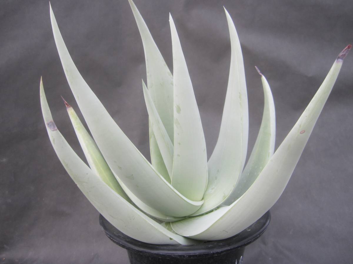 Aloe Dhufarensis アロエ デュファレンシスuo05 アロエ 売買されたオークション情報 Yahooの商品情報をアーカイブ公開 オークファン Aucfan Com