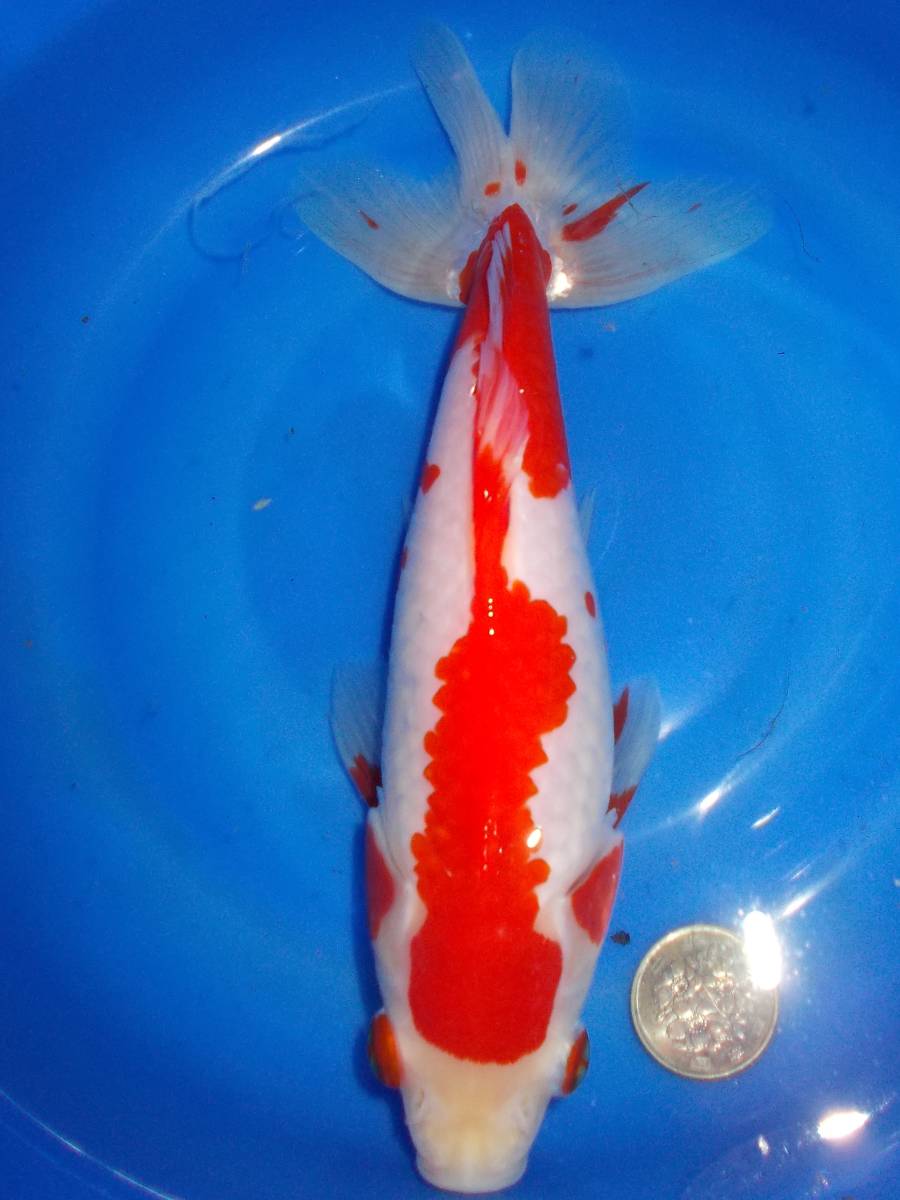 セール，得価 紀州金魚くらぶ 極上特大 更紗三尾和金 22cm ド迫力の個体(錦鯉)｜売買されたオークション情報、yahooの商品情報をアーカイブ公開 - オークファン 錦鯉