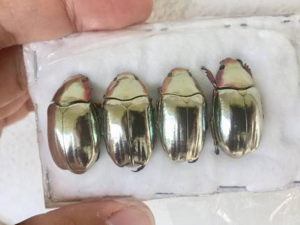 29mm多分クリサルギレアプラチナコガネ レッドフォーム標本 - メルカリ