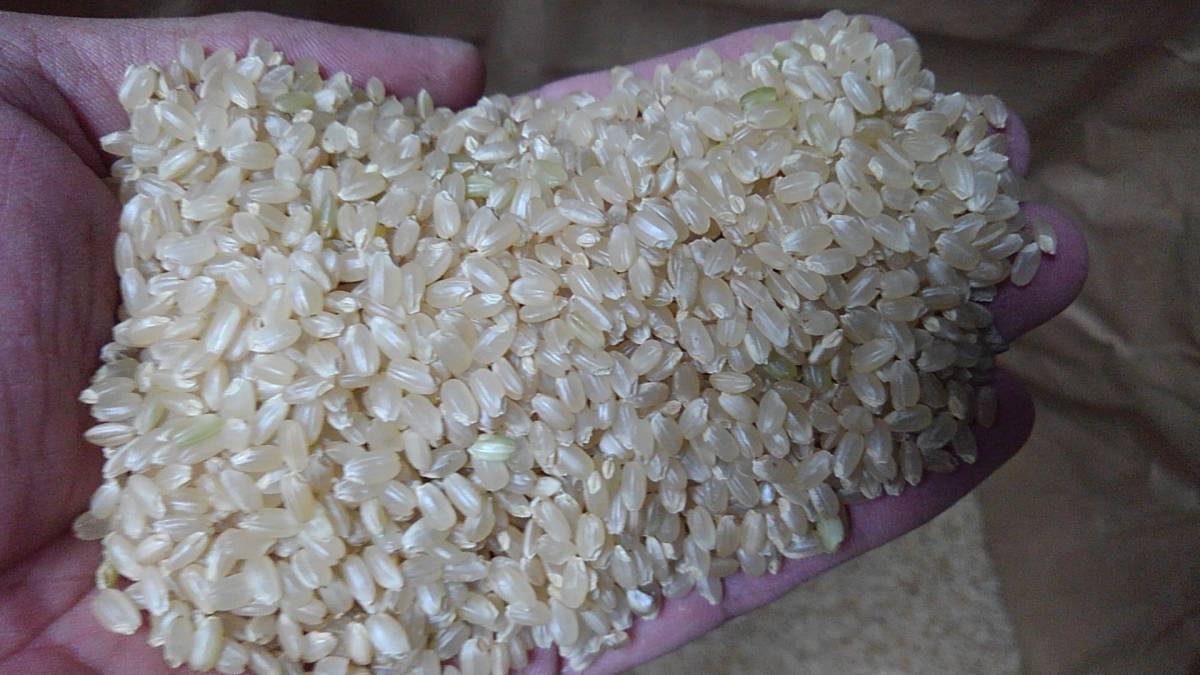 食品 農家直送あきさかり玄米 30キロ 徳島産