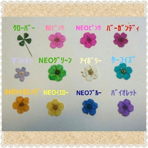 本日の目玉 大容量 クローバー入 押し花 12色 60枚 ドライフラワー ジェル ネイル レジン アクセサリー 素材 封印 S Art 013 60eco A 押し花 売買されたオークション情報 Yahooの商品情報をアーカイブ公開 オークファン Aucfan Com