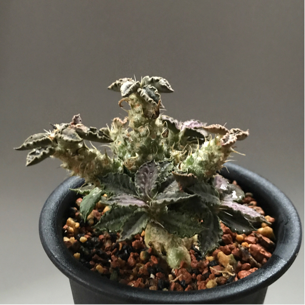 Euphorbia tulearensis ユーフォルビア トゥレアレンシス 【公式通販】