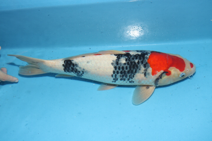 ☆大日養鯉場本店直送☆昭和三色45cm!No18オス！大感謝セール