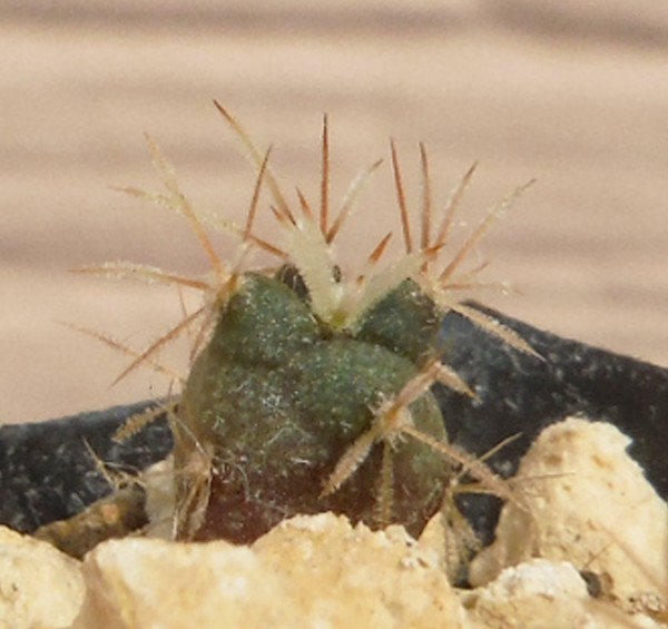 種子 グランデュリカクタス マッソニー(チャルコ・ブランコ産) Glandulicactus mathssonii 10粒/サボテン_1