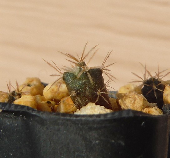 種子 グランデュリカクタス マッソニー(チャルコ・ブランコ産) Glandulicactus mathssonii 10粒/サボテン_2