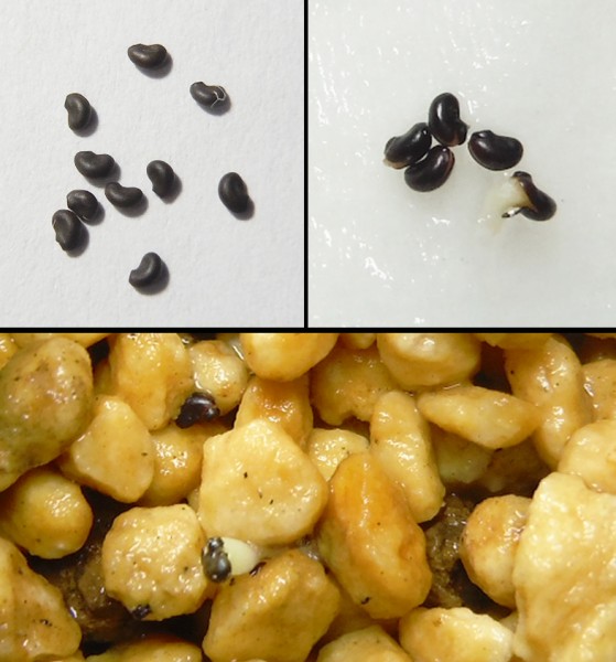 種子 グランデュリカクタス マッソニー(チャルコ・ブランコ産) Glandulicactus mathssonii 10粒/サボテン_3