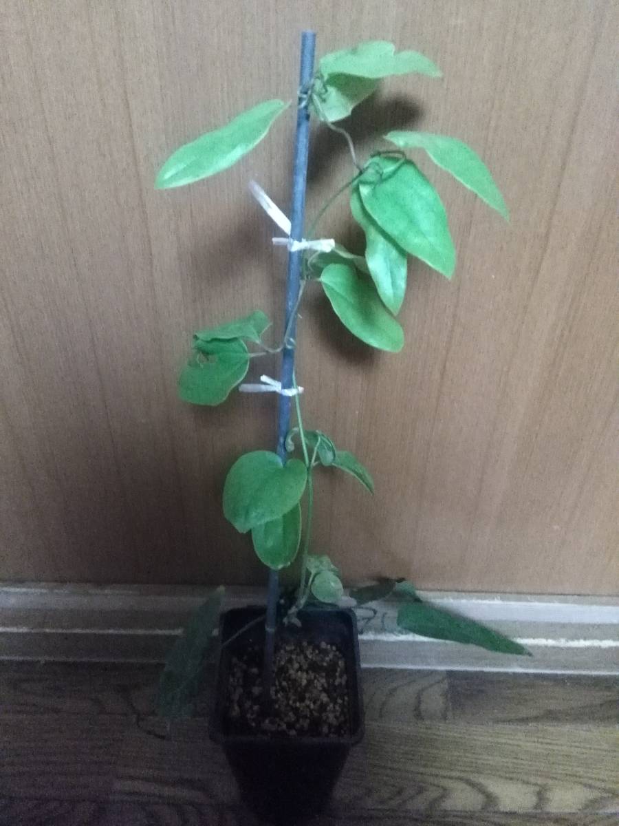 アーマンディー アップルブロッサム 常緑 芳香性 クレマチス アーマンディ アップル ブロッサム 苗 珍しい 苗 売買されたオークション情報 Yahooの商品情報をアーカイブ公開 オークファン Aucfan Com