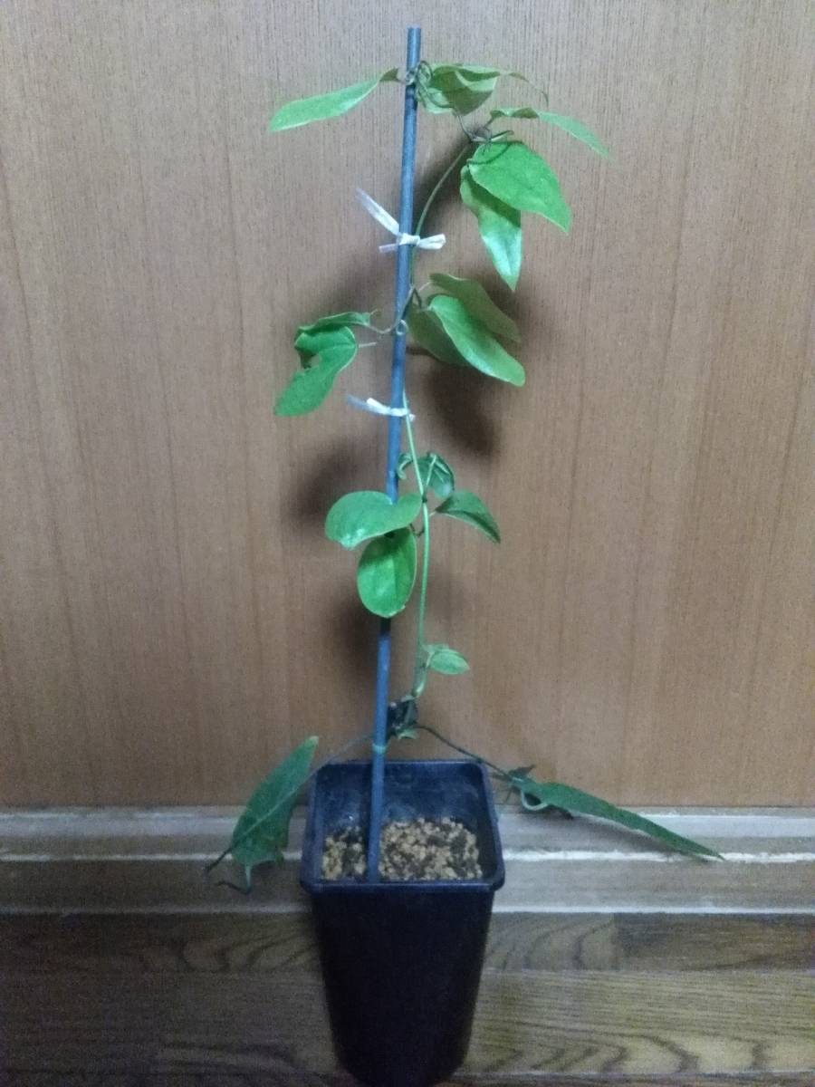 アーマンディー アップルブロッサム 常緑 芳香性 クレマチス アーマンディ アップル ブロッサム 苗 珍しい 苗 売買されたオークション情報 Yahooの商品情報をアーカイブ公開 オークファン Aucfan Com