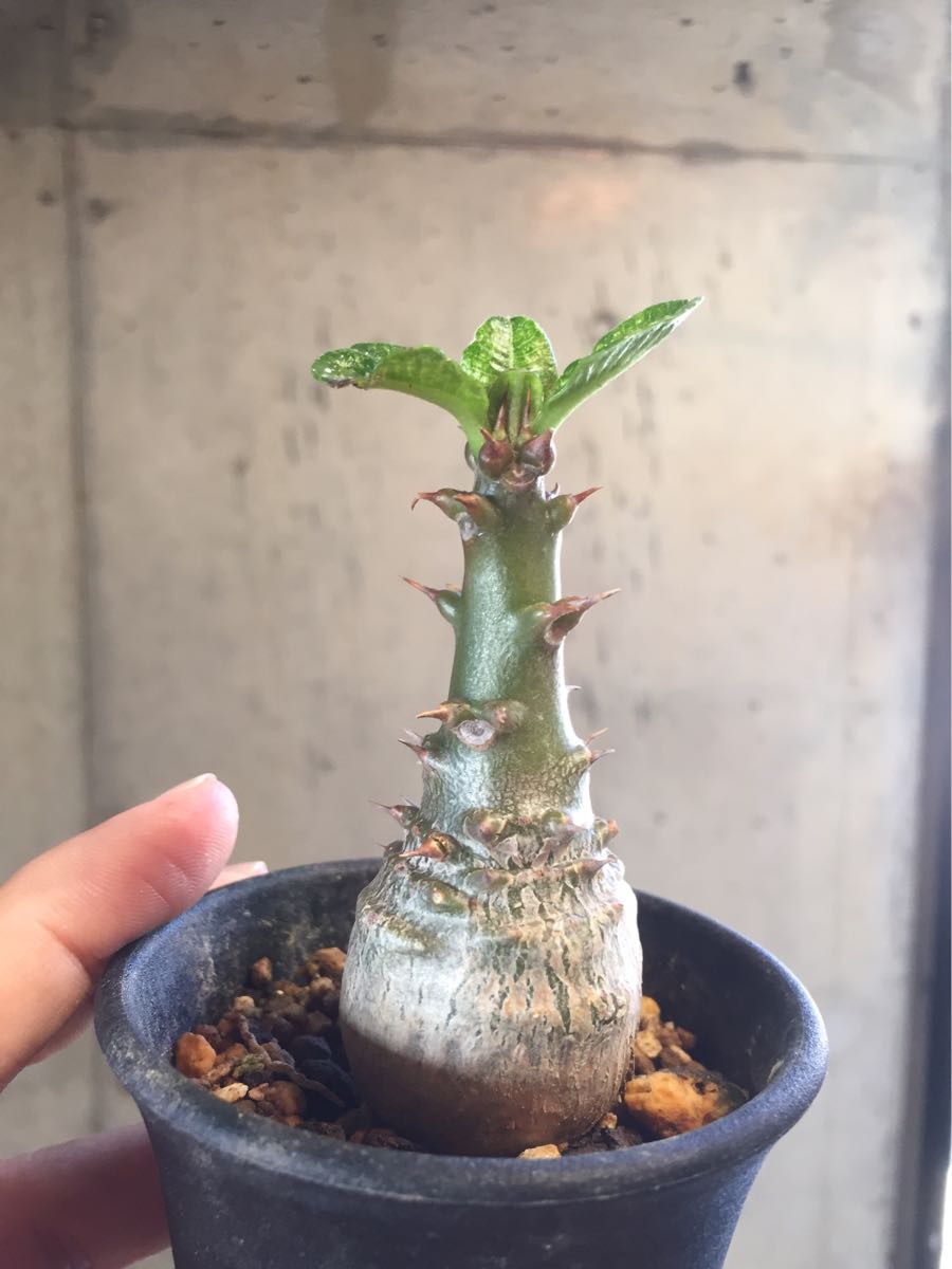 L12 Pachypodium windsorii パキポディウム ウィンゾリー
