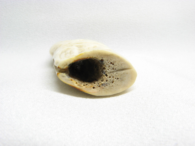 Yahoo!オークション 角牙骨系彫　鮭頭の図　根付　緒締　☆煙草入 根付 印籠 目貫 前金具 緒締☆ -「牙」(根付) (東洋彫刻)の落札相場・落札価格