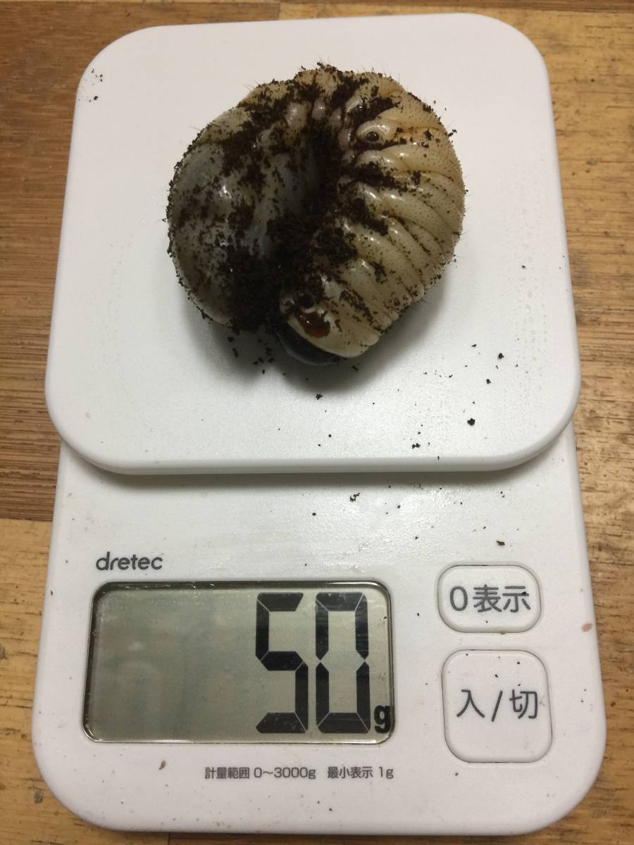 サタンオオカブト 大型血統 ３令幼虫 ペア