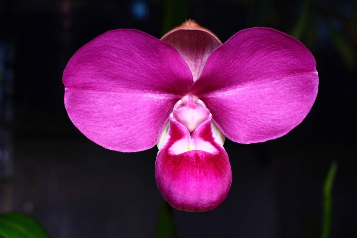 kovachii Phragmipedium Phrag. | x 原種 Peruflora