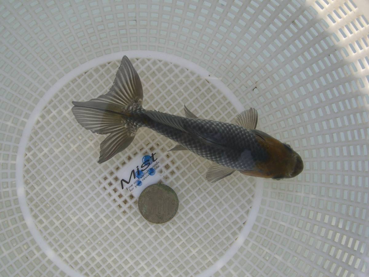 良個体！【当歳　青隼人和錦】２