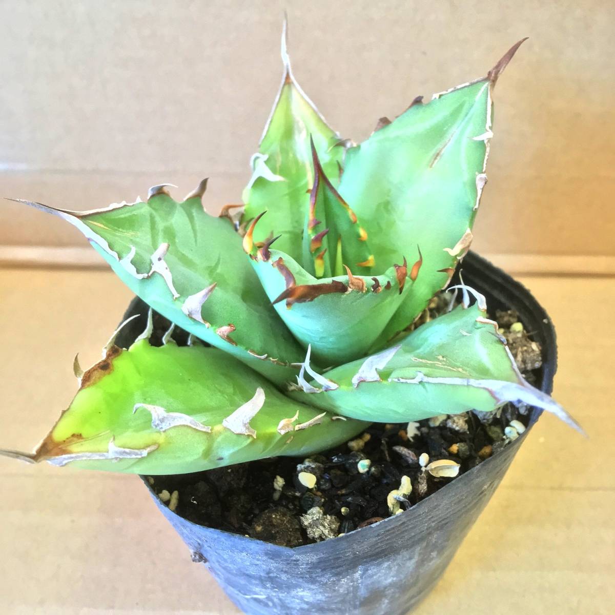 アガベ　チタノタ　ナンバーワン/No.1　肉厚　サボテン・多肉植物　002
