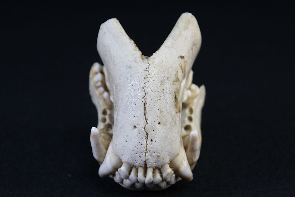 獣の牙 動物 天然 歯 獣牙 上顎 下顎 頭蓋骨 骨格標本 標本 骨 剥製 牙 骸骨 髑髏 牙根付 科学 自然 売買されたオークション情報 Yahooの商品情報をアーカイブ公開 オークファン Aucfan Com