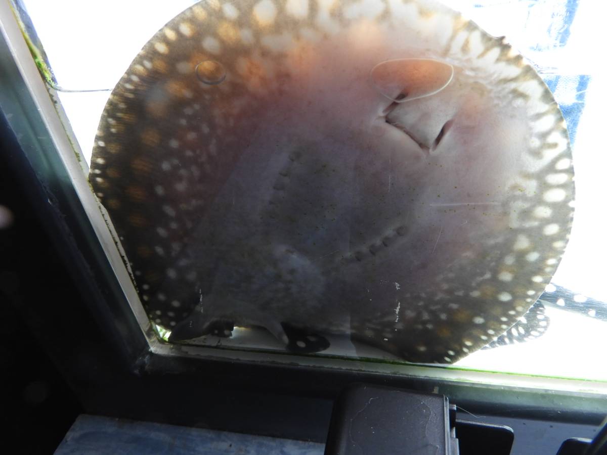 ♂ダイヤモンドポルカ♂ 淡水エイ ダイヤモンドポルカ 大型魚 アロワナ 
