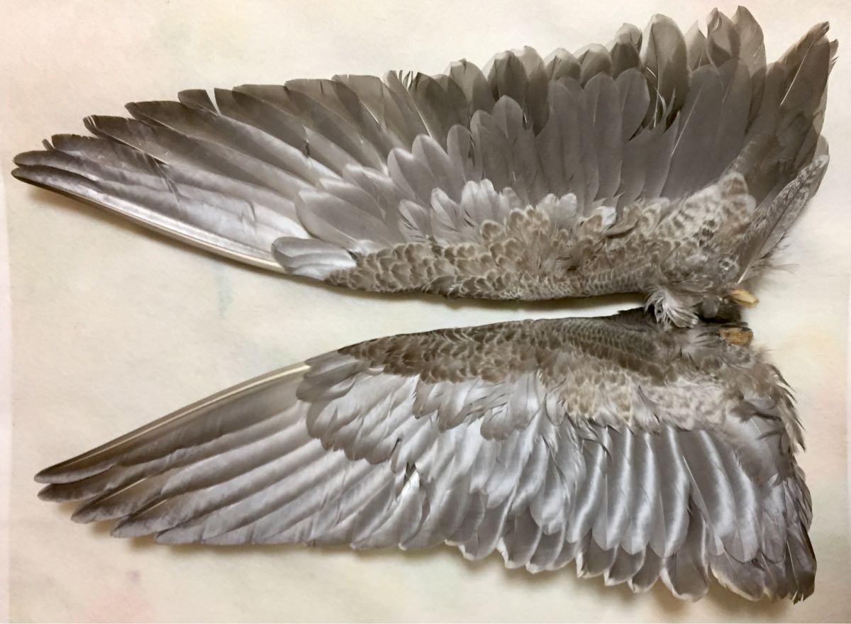 鳥の羽 フライマテリアル 擬似餌 羽 鳥の羽根 鴨 キジ 尾羽 羽根 羽毛