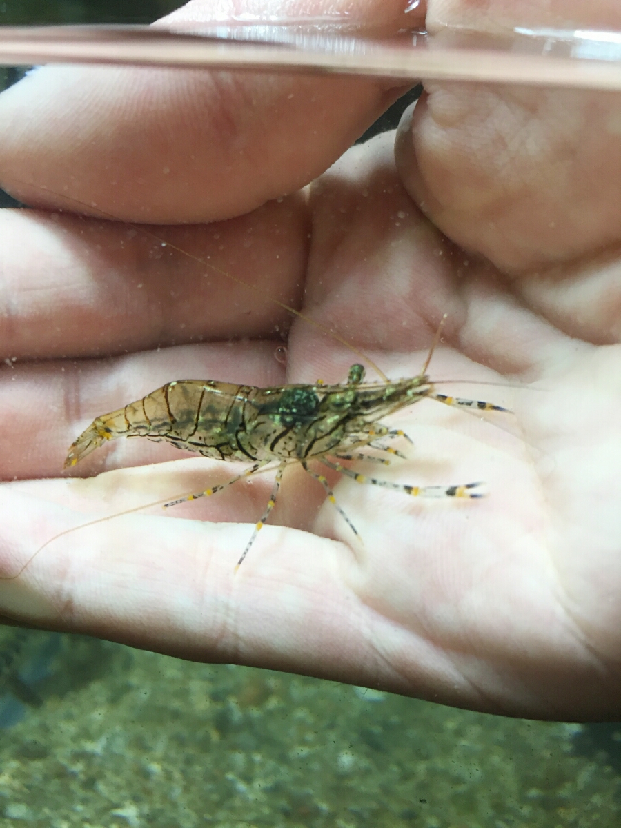 イソスジエビ 200匹セット 生き餌 お掃除 食べ残し アクアリウム