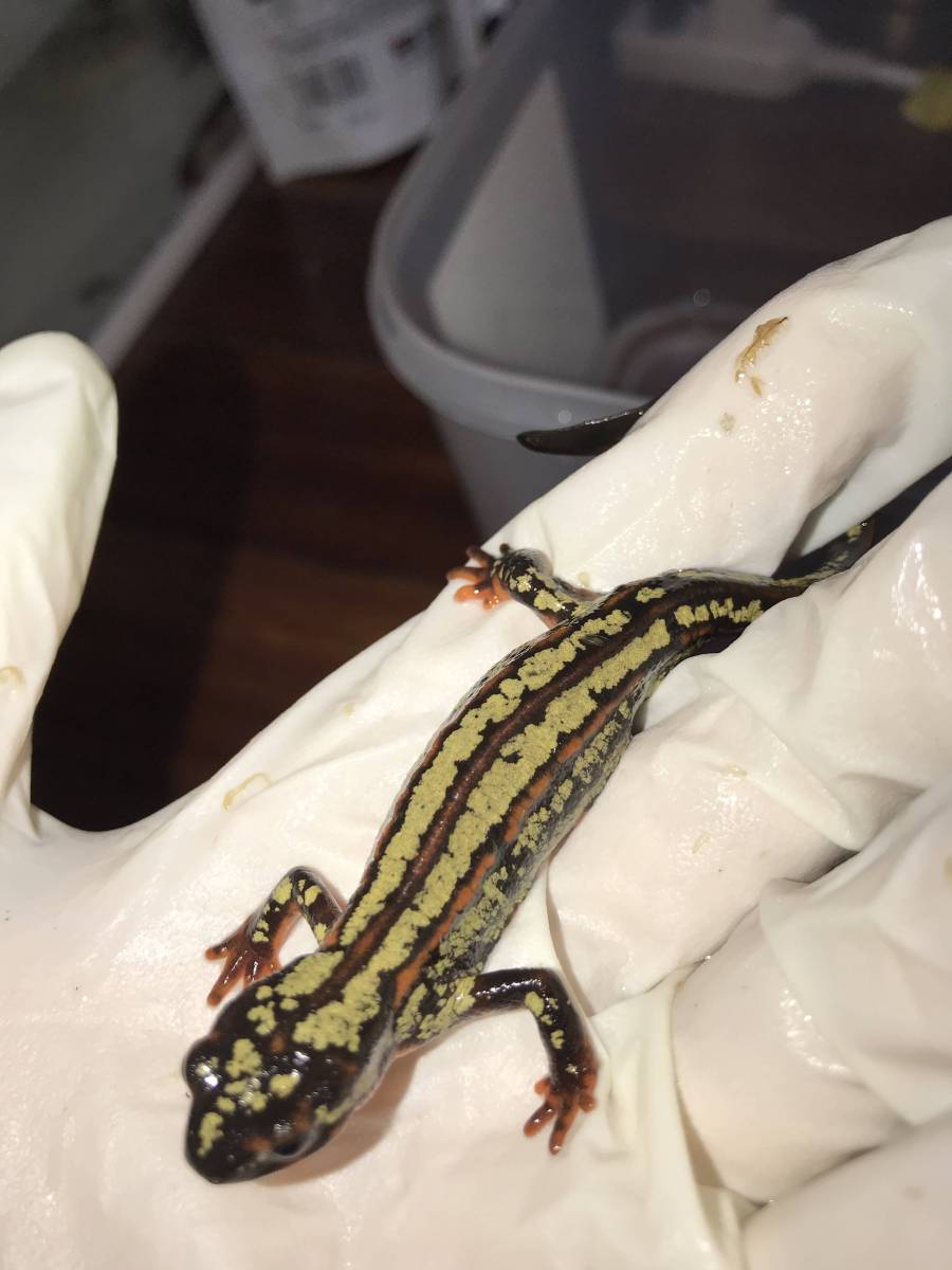 超金箔 沖縄シリケンイモリ２匹 イモリ サラマンダー 売買されたオークション情報 Yahooの商品情報をアーカイブ公開 オークファン Aucfan Com
