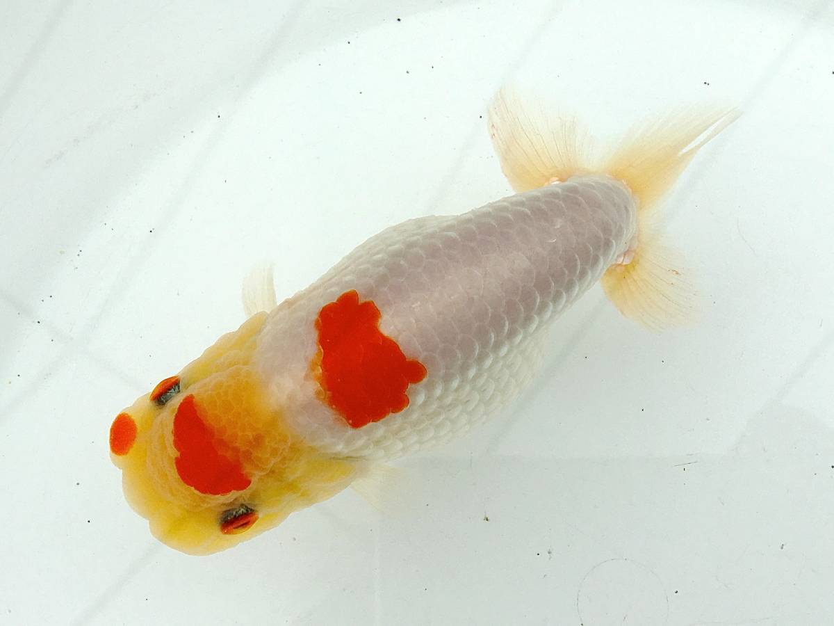 【温故知新】当歳魚　　12247