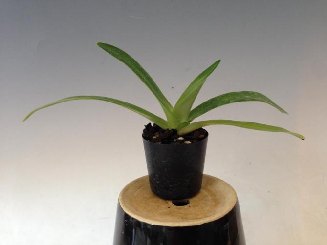 洋蘭パフィオ】Paph.Extra Churchill`A'×Hamana Waltz | PROPERTY.STAI