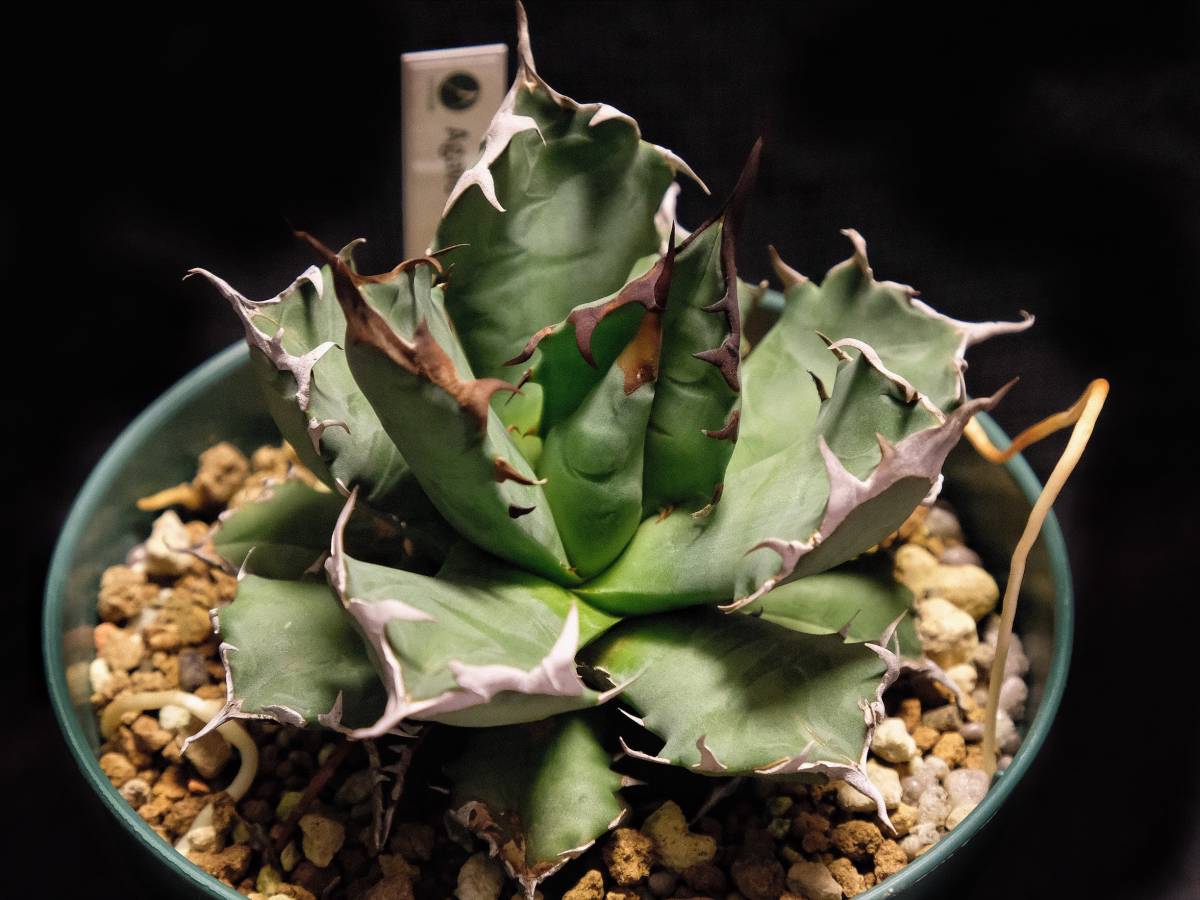 Agave titanota no.1 Compact form アガベ チタノタ コンパクト 