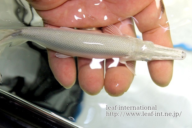 プラチナアリゲーター ガー のベイビー 15ｃｍ 規制前最後の完品 淡水魚 売買されたオークション情報 Yahooの商品情報をアーカイブ公開 オークファン Aucfan Com