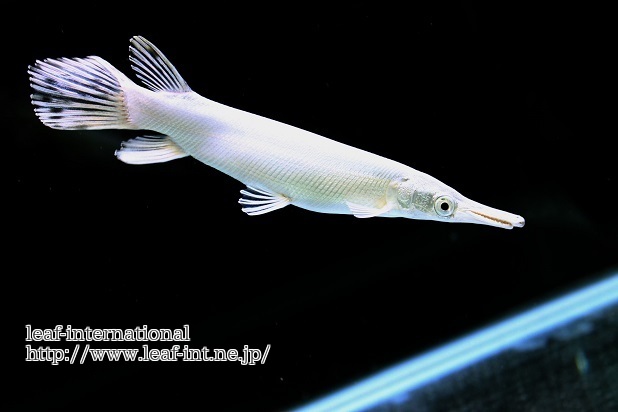 プラチナアリゲーター ガー のベイビー 15ｃｍ 規制前最後の完品 淡水魚 売買されたオークション情報 Yahooの商品情報をアーカイブ公開 オークファン Aucfan Com