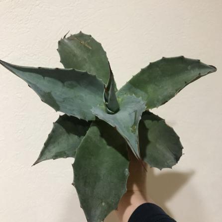 アガベ オバティフォリアフロスティーブルー ラスト1株(アガベ)｜売買  