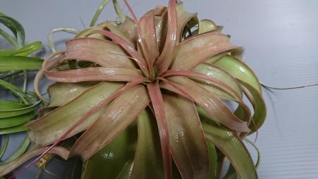 厳選 激レア キセログラフィカ レッド ロングリーフ エアープランツ アナナス 売買されたオークション情報 Yahooの商品情報をアーカイブ公開 オークファン Aucfan Com