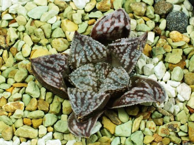 多肉植物　ハオルチア　楠玉　実生オリジナル繁殖苗