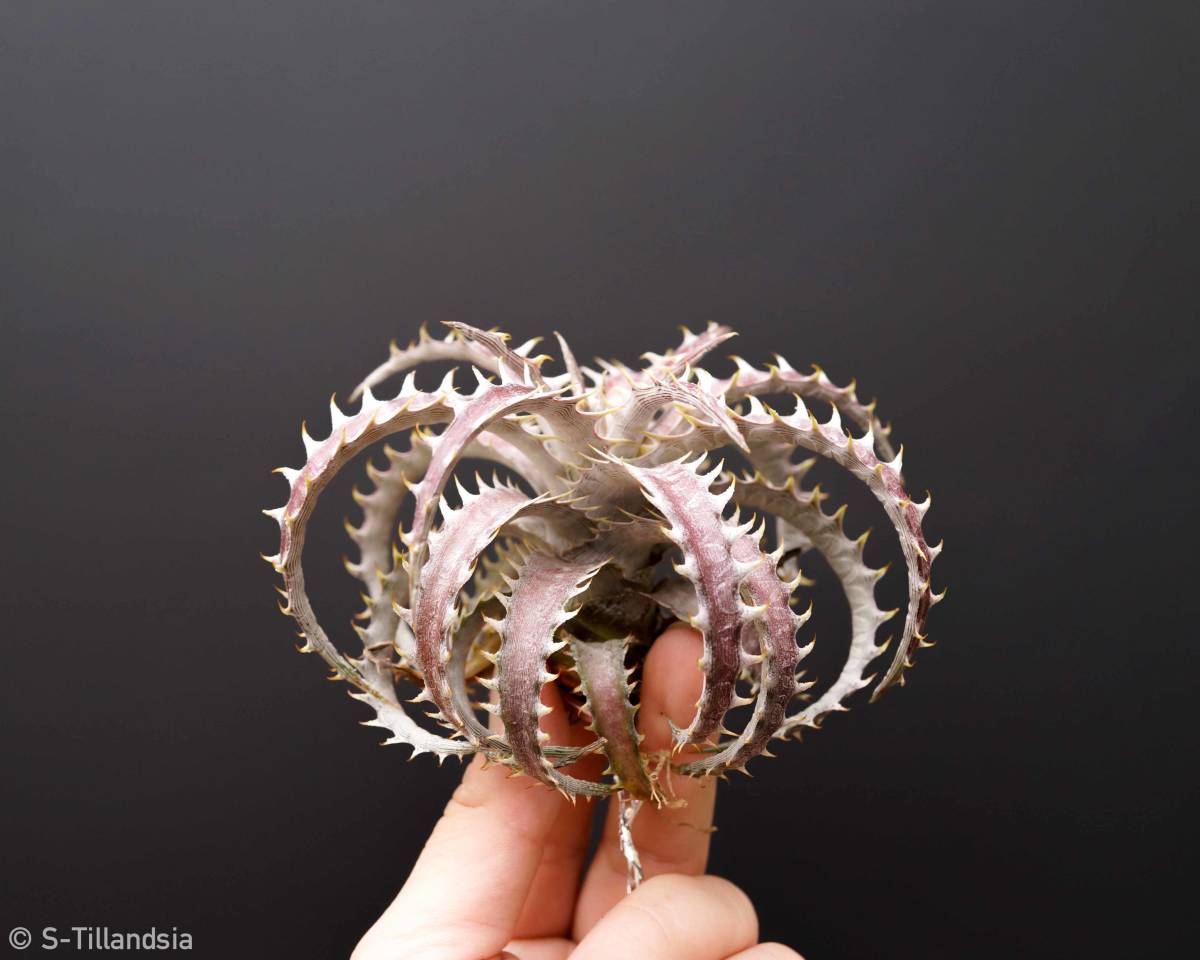 S-Dyckia x Dyckia - and | Brittle Hell F1 F3 Star -ディッキア-21 