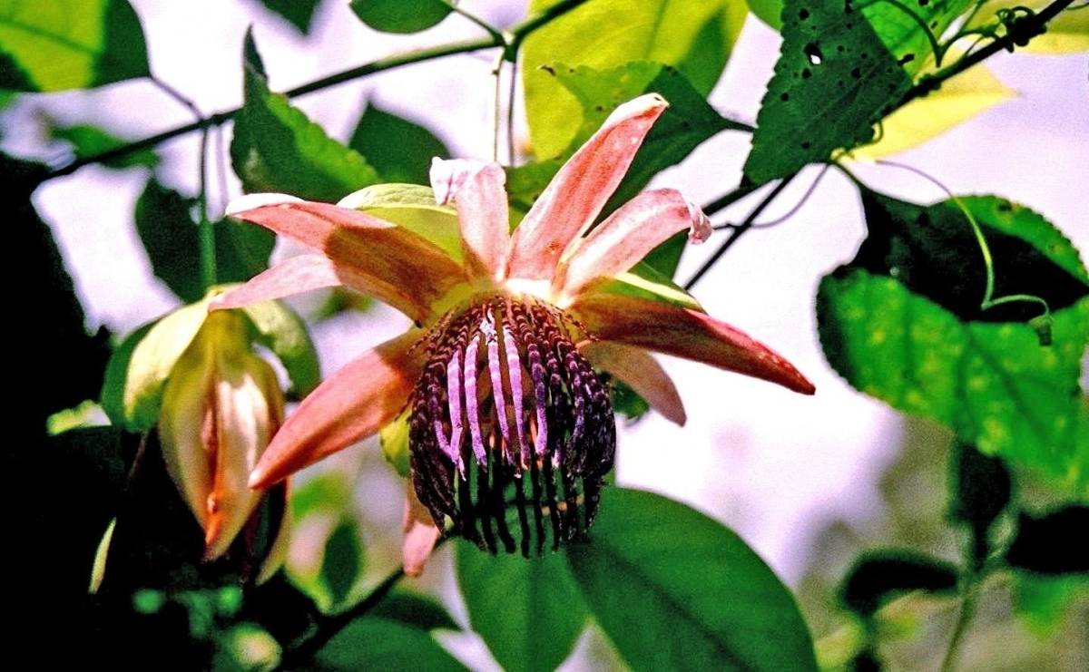 種子 Passiflora Ambigua パッシフローラ アンビグア トケイソウ パッションフルーツ 白色に桃紫色の美しい大型の花 5粒 苗 売買されたオークション情報 Yahooの商品情報をアーカイブ公開 オークファン Aucfan Com