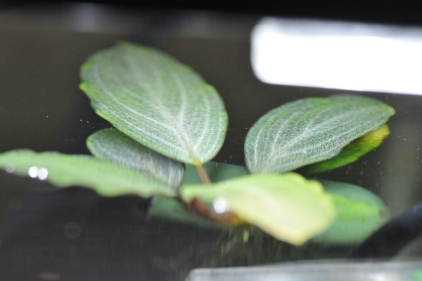 ◇ブセファランドラsp.パールグレイTB便Bucephalandra ☆TB便 ◇ブセファランドラsp.パールグレイTB便Bucephalandra ☆TB便