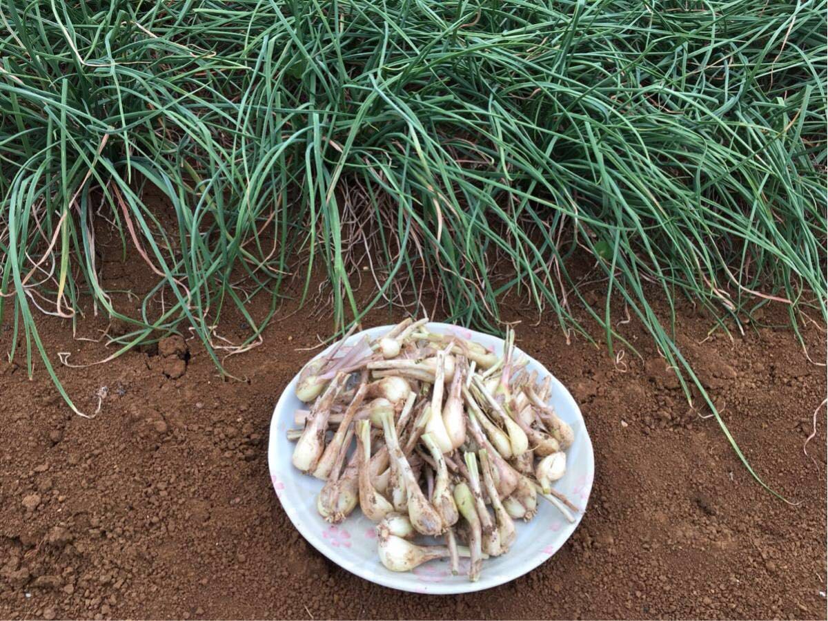 送料一律500円 沖永良部産 赤土栽培 島らっきょう3kg(らっきょう)｜売買されたオークション情報、yahooの商品情報をアーカイブ公開 ...