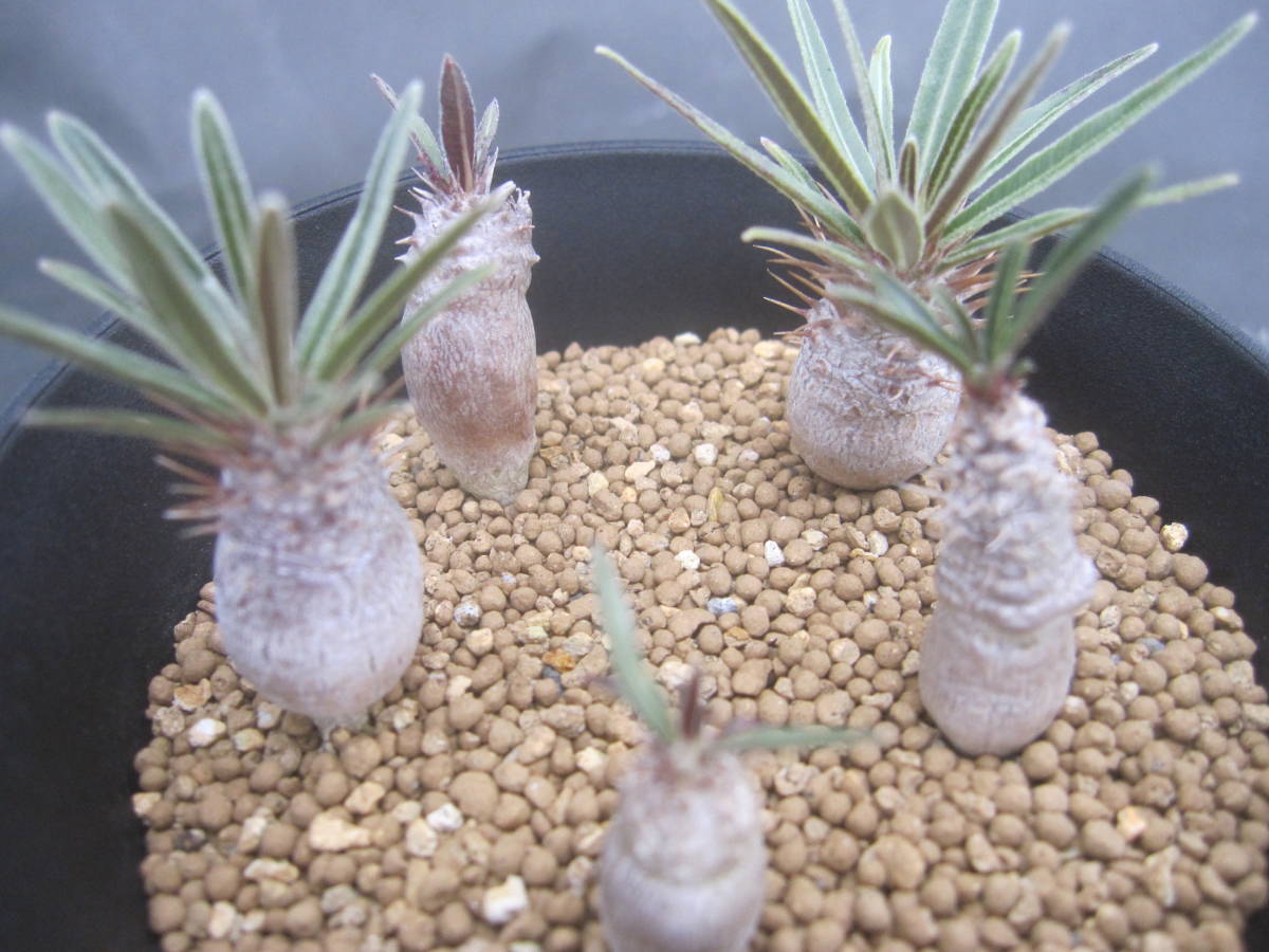 ☆Pachypodium rosulatum var. gracilius / 5本 ☆パキポディウム