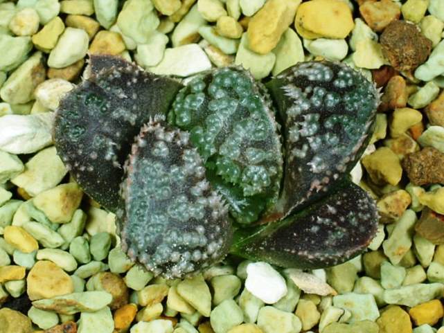 観葉植物 66d 多肉植物 ハオルチア 指輪物語錦 自家繁殖 鉢植え発送