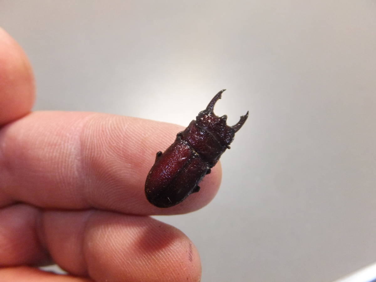 ラスト　珍品　パラワン島産　カプレオルスサビクワガタ♂２３mmペア　９・５