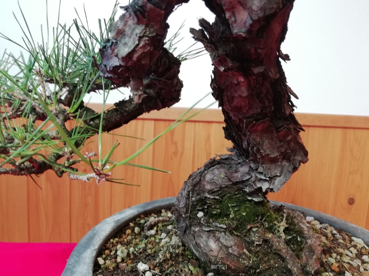 赤松 [捻幹模様木] 大品盆栽 赤松 古木 盆栽 模様木 展示用 盆栽・