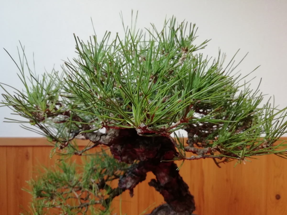 赤松 [捻幹模様木] 大品盆栽 赤松 古木 盆栽 模様木 展示用 盆栽・