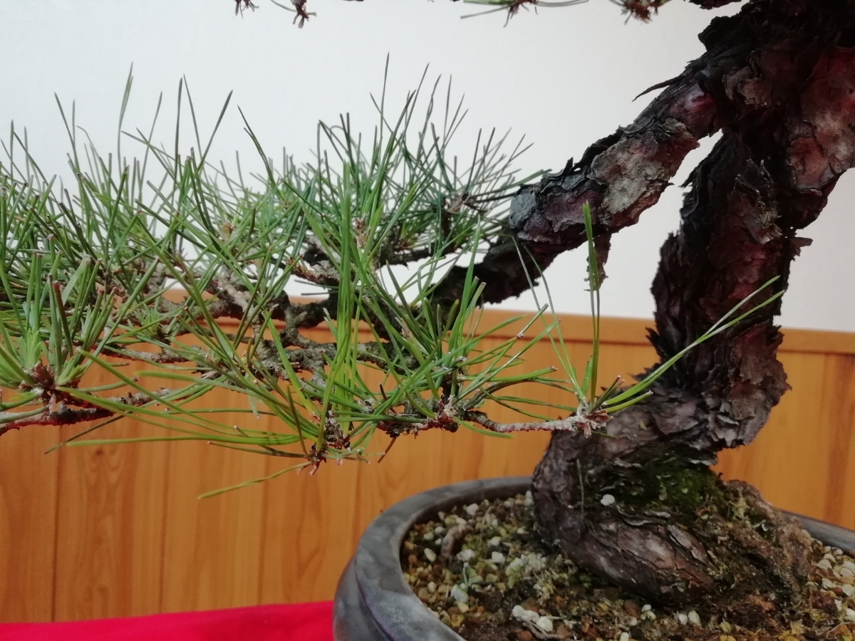 赤松 [捻幹模様木] 大品盆栽 赤松 古木 盆栽 模様木 展示用 盆栽・