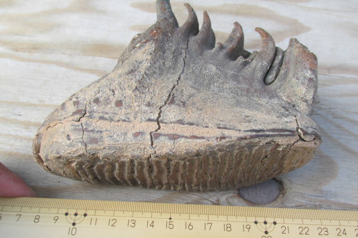 凍土出土のマンモス臼歯 【公式通販】