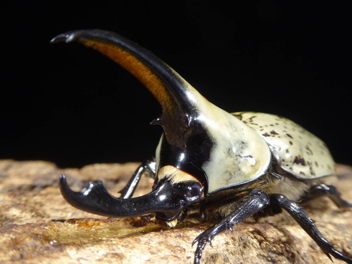 格安，高品質 グラントシロカブト ♂78mm単品 b(外国産)｜売買されたオークション情報、yahooの商品情報をアーカイブ公開 - オークファン 外国産