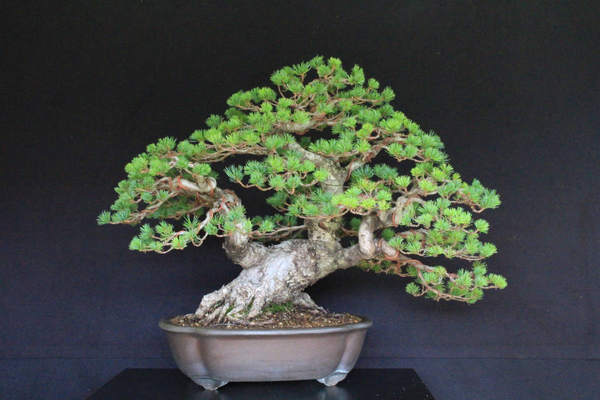 桜 十月桜 盆栽 縦21cm 横24cm 高さ26cm | HANABI.COMMUNITY