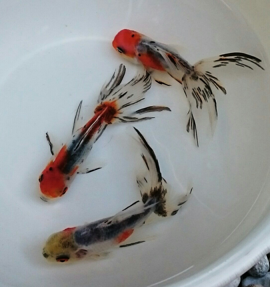 日本オランダ 四国系 2歳魚