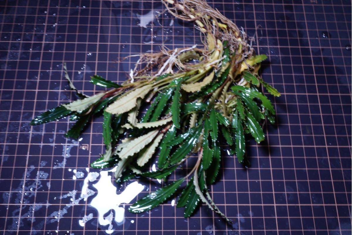 Bucephalandra | ブセファランドラ 水草 sp. Tissue No.43 2020.7