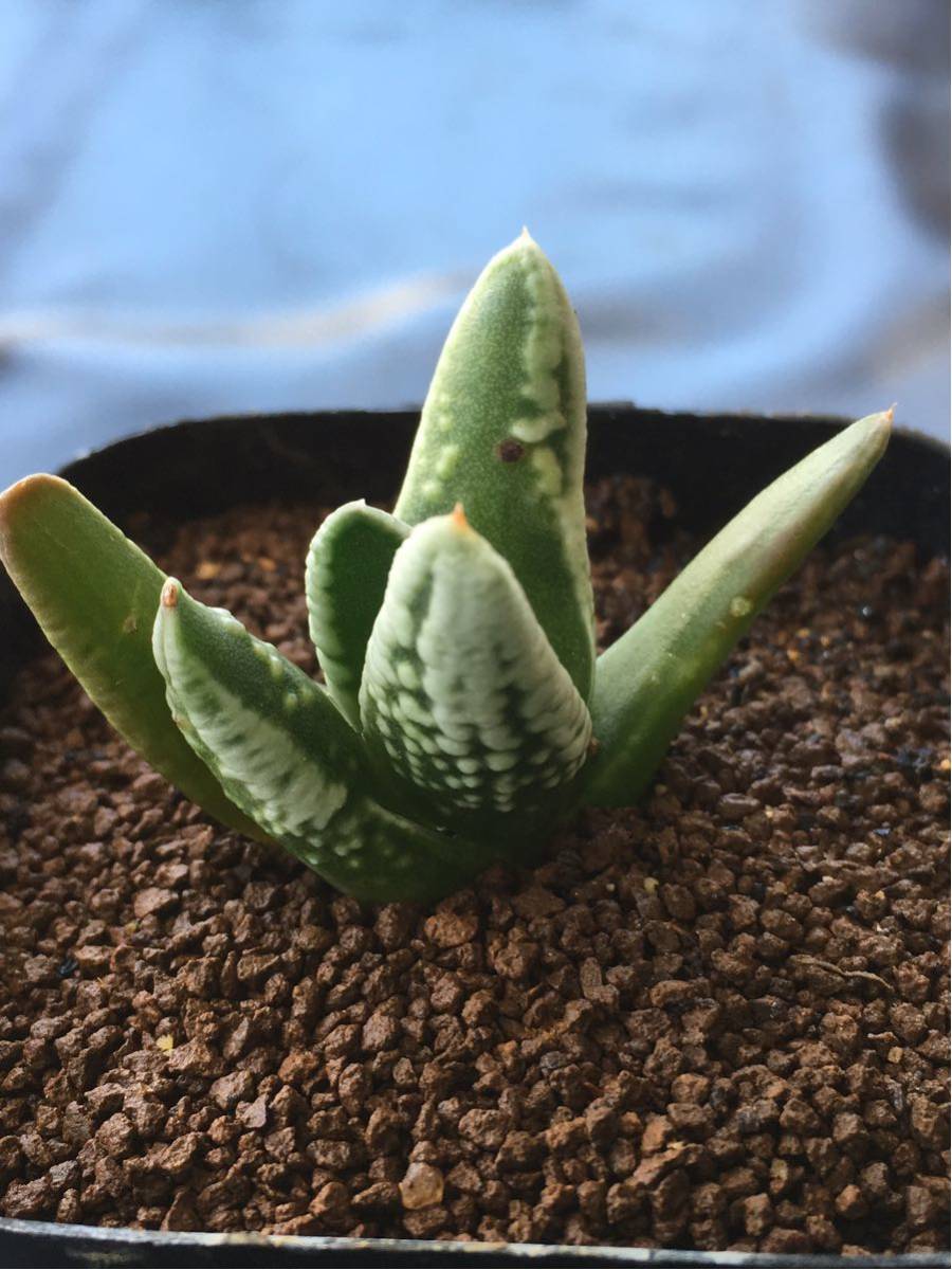 49 サボテン 多肉植物 ハオルチア 皇帝 | 園芸ネット本店｜ハオルチア